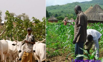 farmers and herders