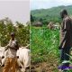 farmers and herders