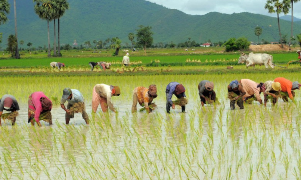 Rice Farm
