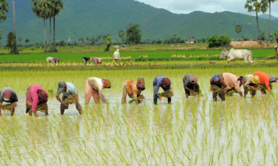 Rice Farm