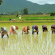 Rice Farm