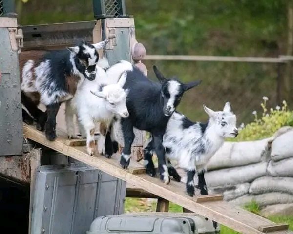 The West African Dwarf (WAD) Goat