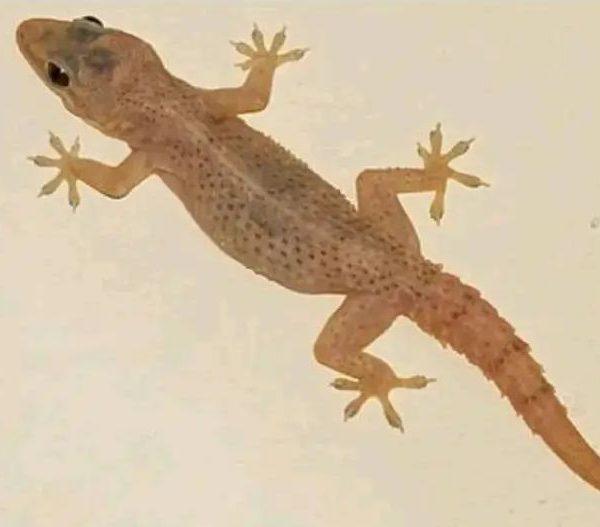 Why you MUST have wall geckos at home