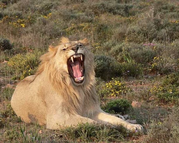 How 7-year-old boy survived 5 days in lion-infested park