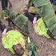 Lifeless body of Lord's Chosen members killed by herdsmen