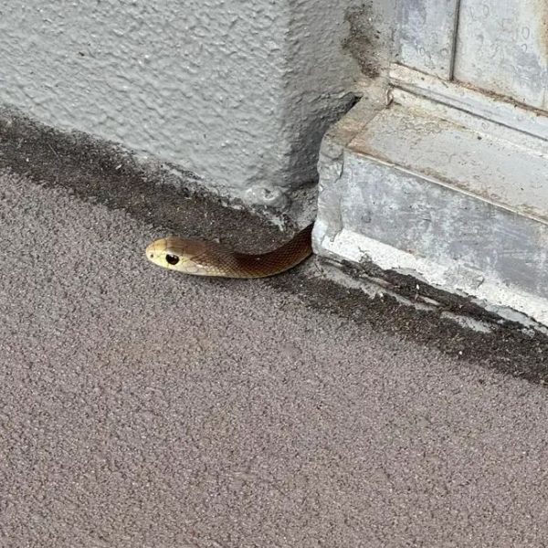 Governor’s aide suspended after taking snake to government house
