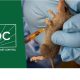 NCDC gives breakdown of Lassa fever outbreak