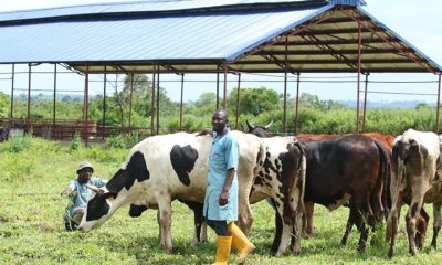 Cattle ranching