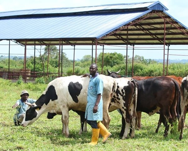 Cattle ranching