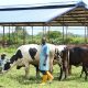 Cattle ranching