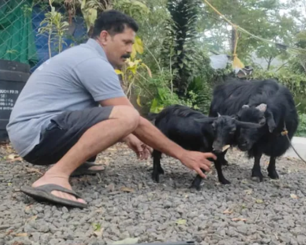 Guinness World Record: Meet the world shortest goat