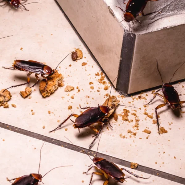 Deadly visitors in your kitchen: we are feeding pests while starving ourselves
