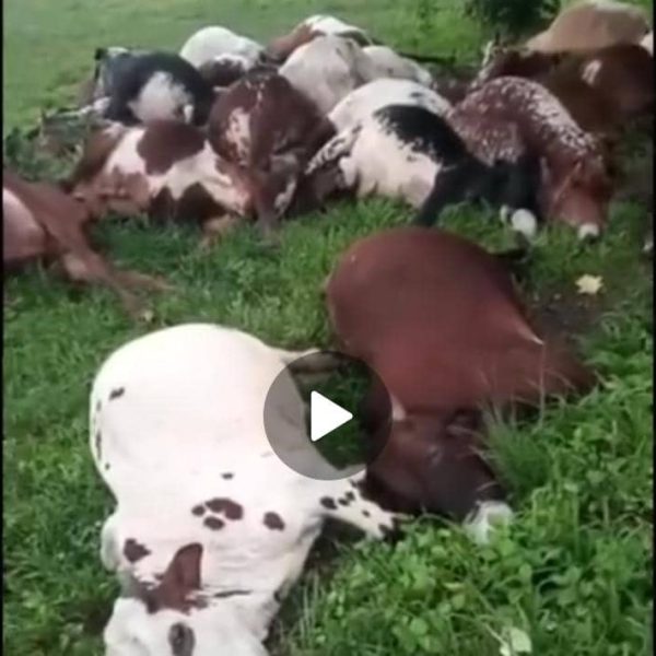 Enough is enough: The native cure for cow & headers invasion exposed