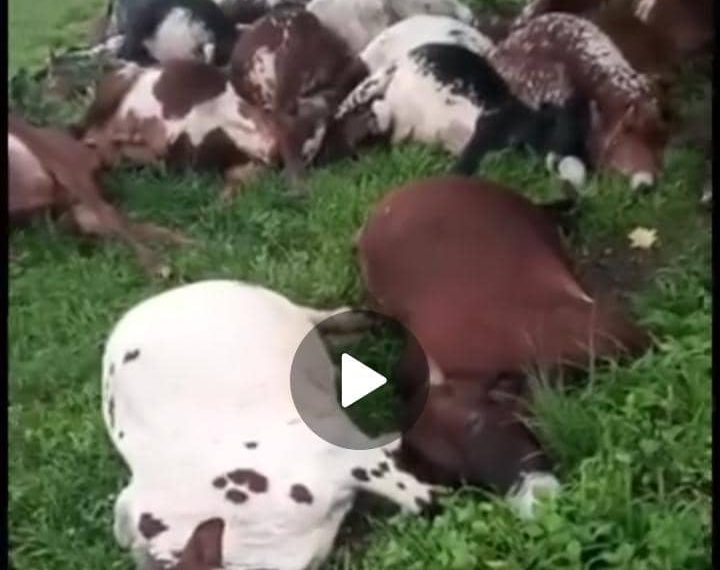Enough is enough: The native cure for cow & headers invasion exposed