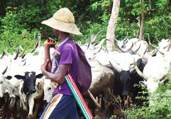 Agatu council orders Fulani herders to leave farmlands within 48hrs