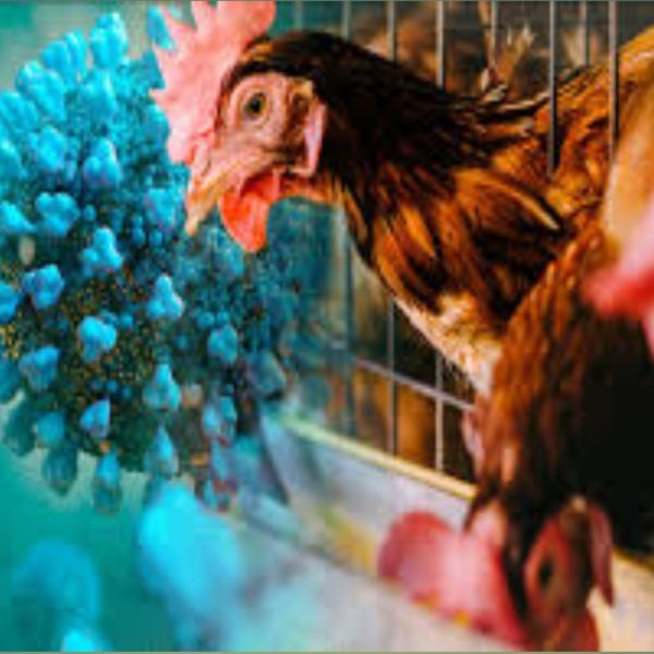 Bird flu outbreak: 3-years-old girl dies in Mexico
