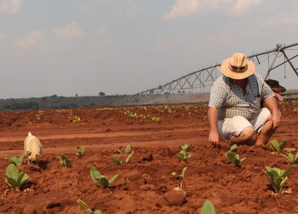 Zimbabwe makes first compensation payment to White farmers