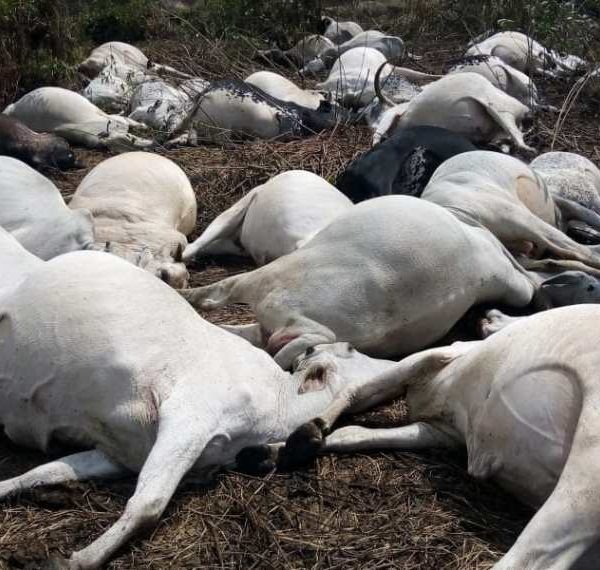 Justice for cows: Plateau Govt orders probe into mysterious cow poisoning in Bassa