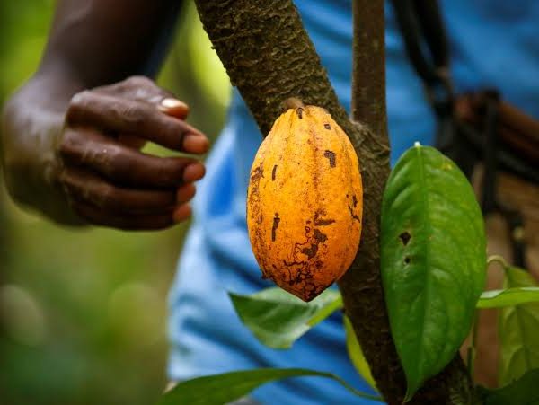 World’s largest cocoa producer, Ivory Coast, worry over new US tariffs