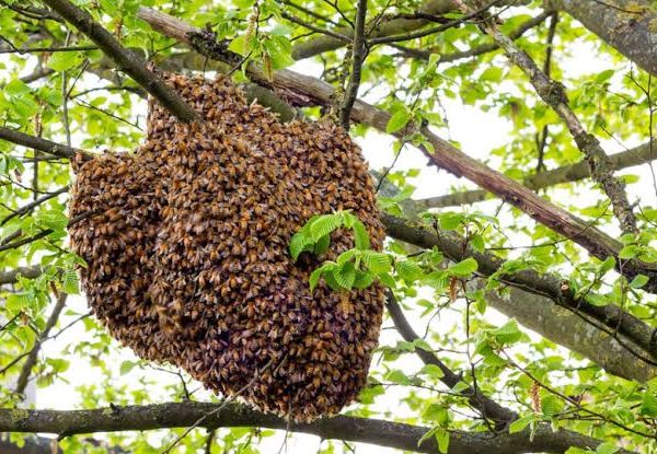 Bees kills farmer, injures two in Osun