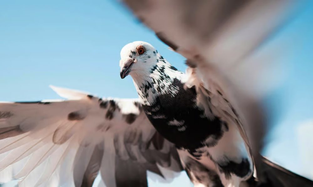 Birds on the loose, pigeonnns cause chaos for Delta flight