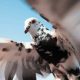 Birds on the loose, pigeonnns cause chaos for Delta flight