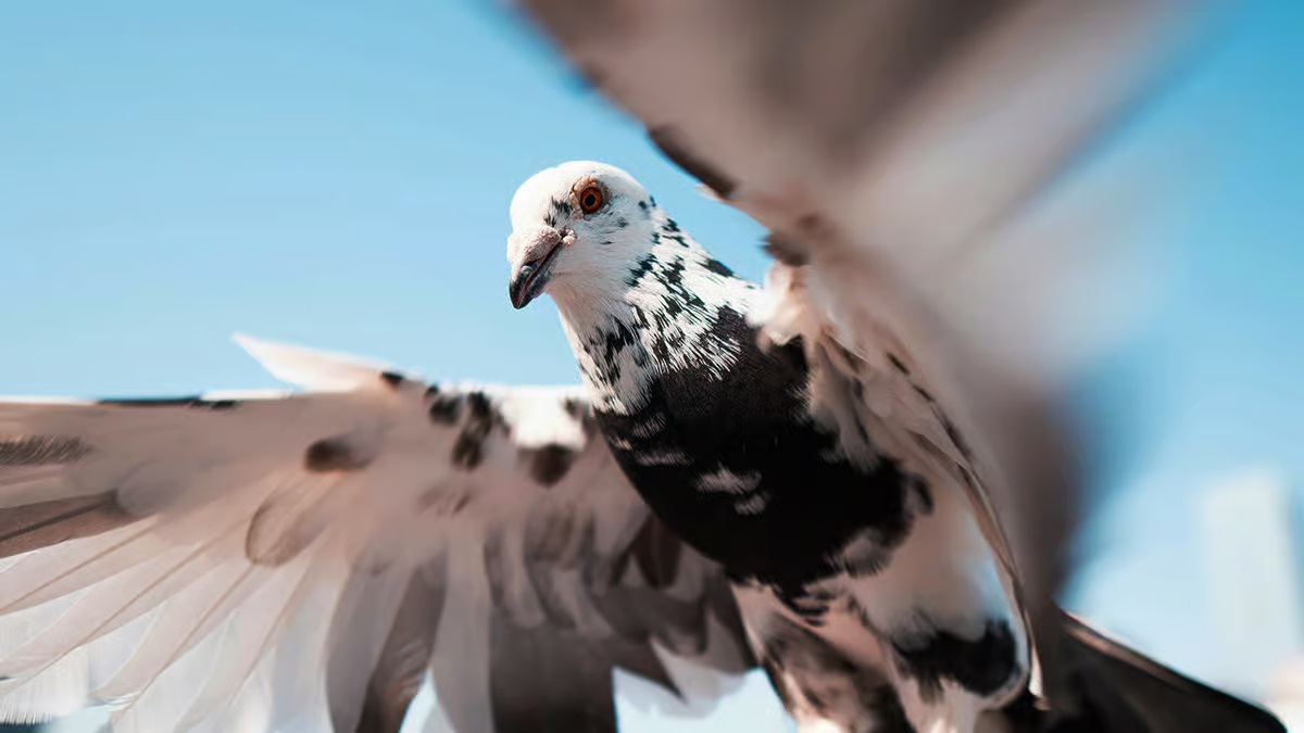 Birds on the loose, pigeonnns cause chaos for Delta flight