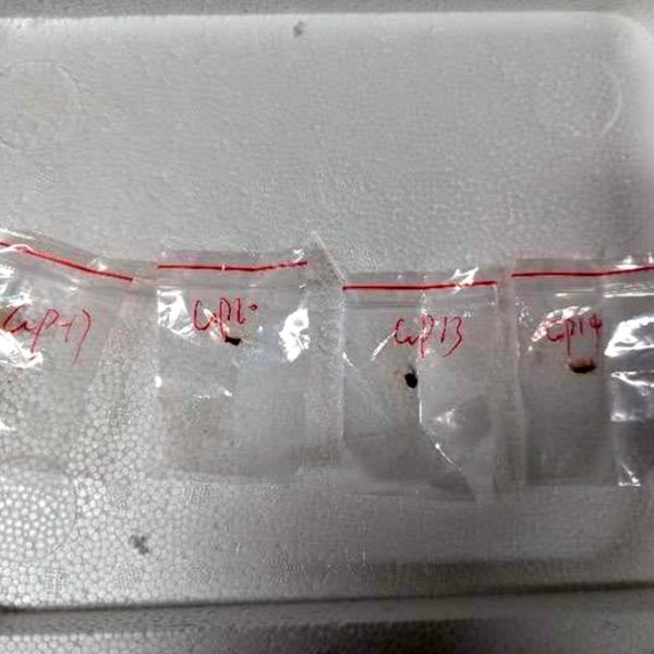 US government arrests Chinese nationals for smuggling dangerous bio pathogen into the country