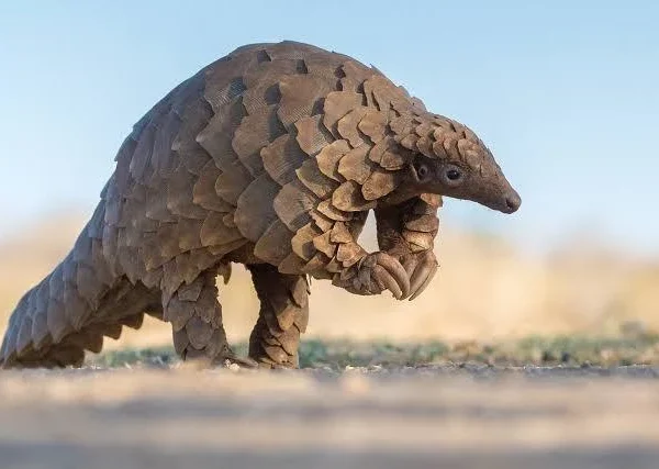 Southeast Nigeria’s pangolin crisis: Local appetite, not Asian demand, drives massive killings