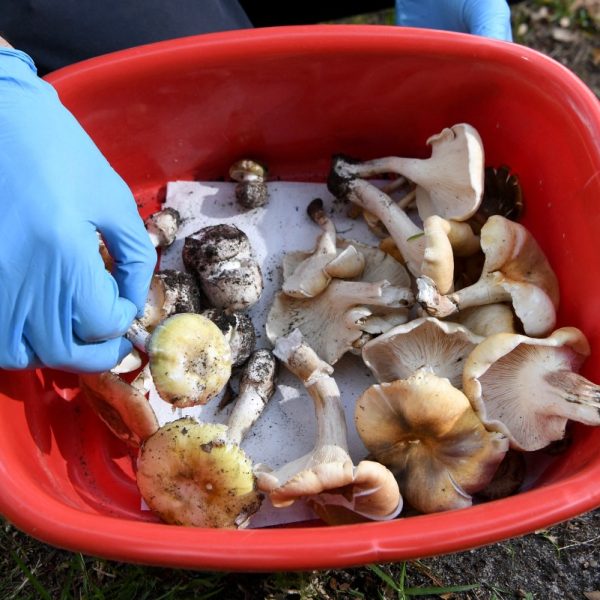 Australian Woman Cooks In-Laws to Death With Toxic Mushrooms
