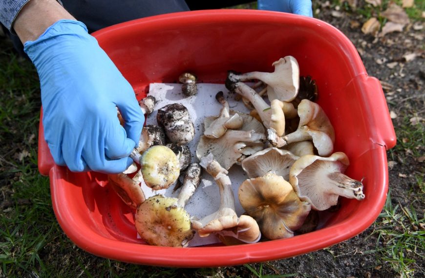 Australian Woman Cooks In-Laws to Death With Toxic Mushrooms