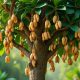 Cashew nuts tree