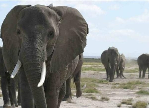 Tragedy: Wandering elephant kills farmer in Ogun state forest