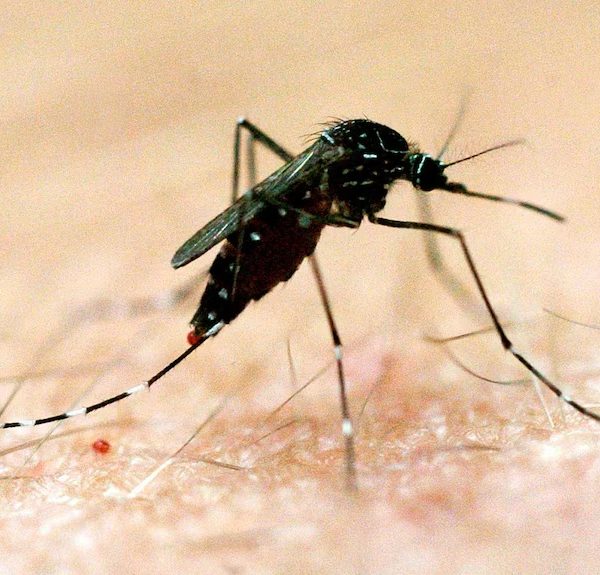 Malaria Returns With a Vengeance: Zimbabwe’s Crisis Is Nigeria’s Warning
