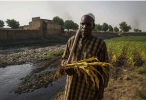 Mallam Ahmad Mukhtar Gezawa (Local Farmer)