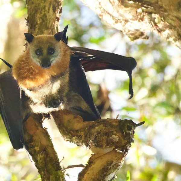 Australian Man Dies From Rare Bat Bite