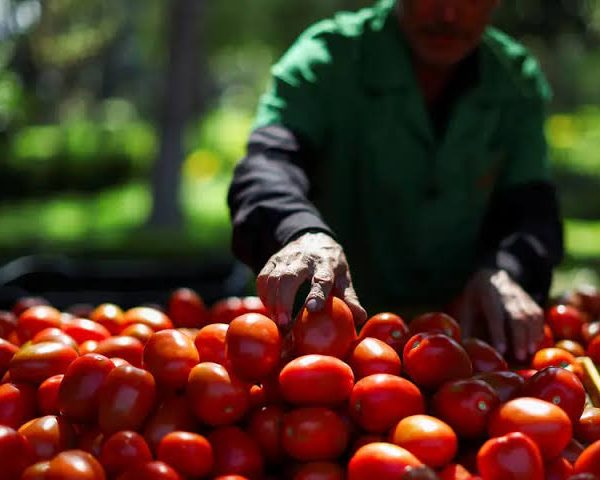 JUST IN: US Imposes 17% Tariff on Mexican Tomato Imports