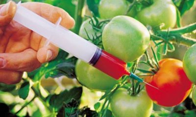 Genetically modified tomatoes.