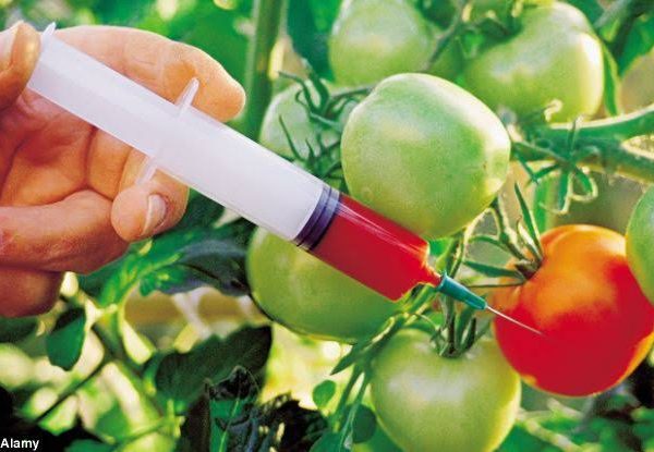 Genetically modified tomatoes.