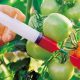 Genetically modified tomatoes.
