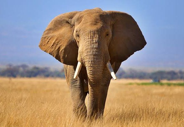 Elephant Kills Farmer In Ogun