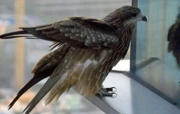 2 Spiritual Meanings of a Bird Knocking on Your Window