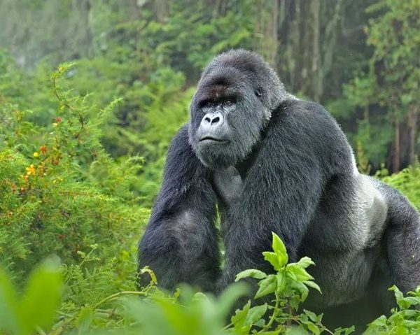BREAKING: Critically Endangered Gorilla Spotted Again in Cross River Forest