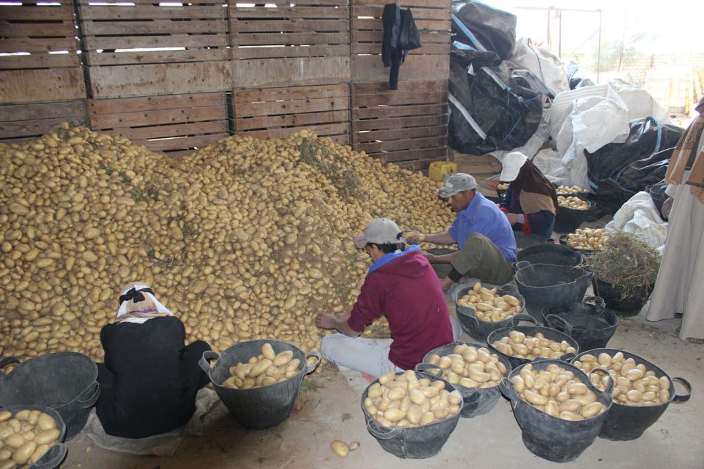 potatoes seed.