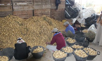 potatoes seed.