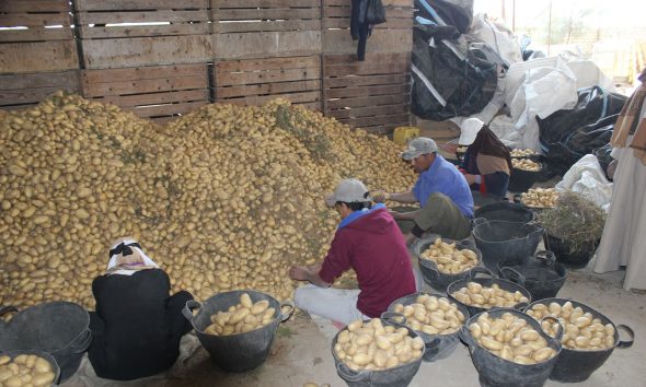 potatoes seed.