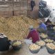 potatoes seed.
