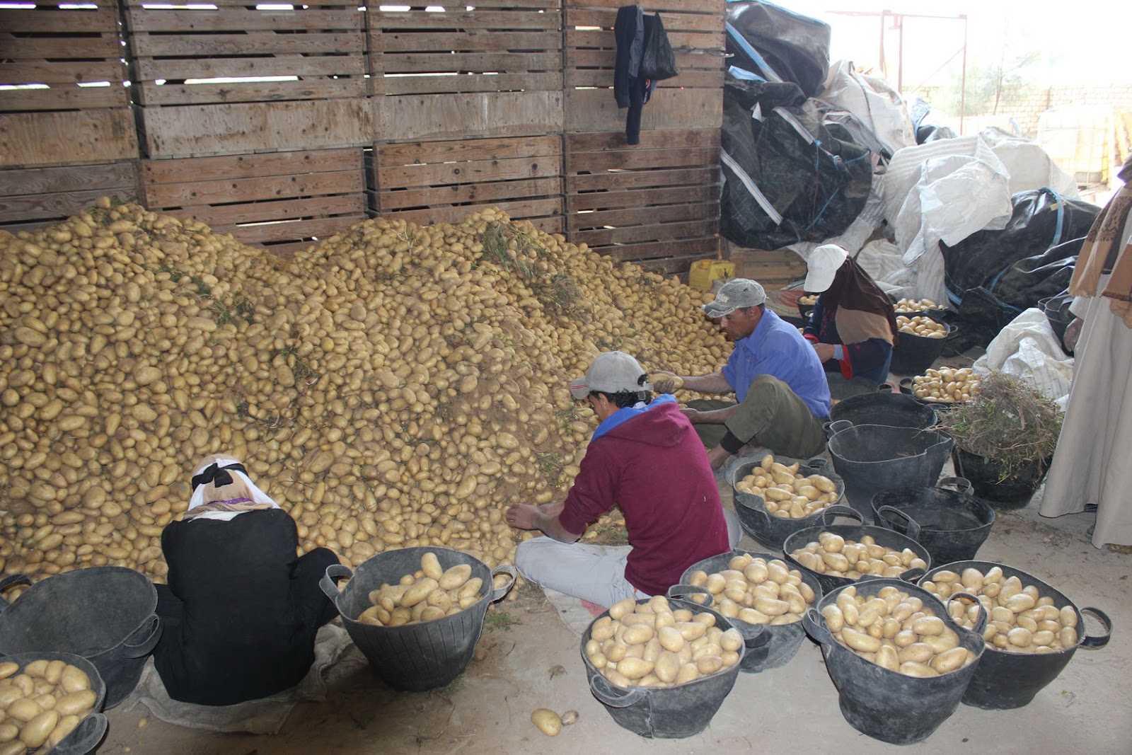 potatoes seed.